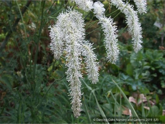 Perennials ~ Sanguisorba tenuifolia var. alba, Burnet ~ Dancing Oaks Nursery and Gardens ~ Retail Nursery ~ Mail Order Nursery