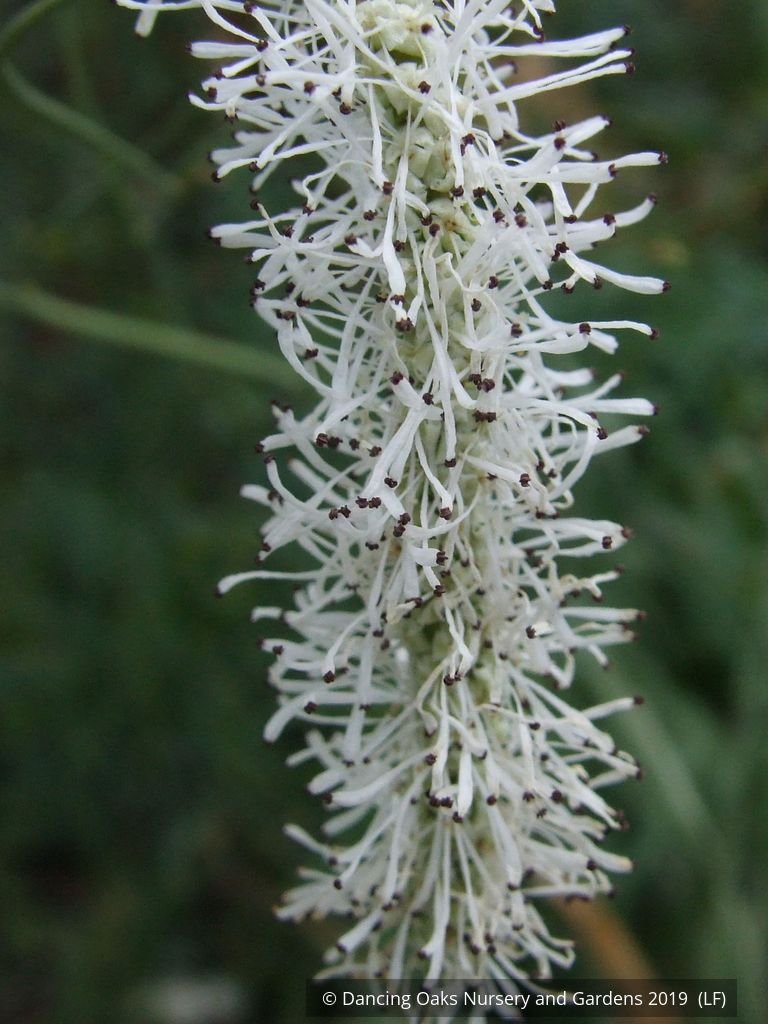 Perennials ~ Sanguisorba tenuifolia var. alba, Burnet ~ Dancing Oaks Nursery and Gardens ~ Retail Nursery ~ Mail Order Nursery