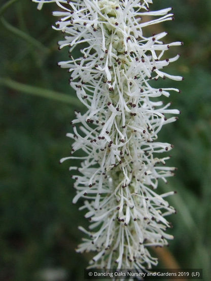 Perennials ~ Sanguisorba tenuifolia var. alba, Burnet ~ Dancing Oaks Nursery and Gardens ~ Retail Nursery ~ Mail Order Nursery