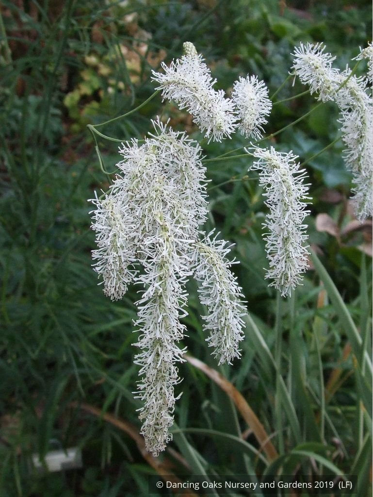 Perennials ~ Sanguisorba tenuifolia var. alba, Burnet ~ Dancing Oaks Nursery and Gardens ~ Retail Nursery ~ Mail Order Nursery