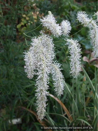 Perennials ~ Sanguisorba tenuifolia var. alba, Burnet ~ Dancing Oaks Nursery and Gardens ~ Retail Nursery ~ Mail Order Nursery