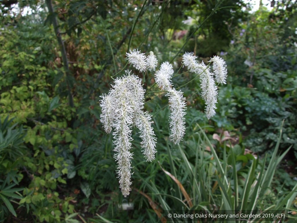 Perennials ~ Sanguisorba tenuifolia var. alba, Burnet ~ Dancing Oaks Nursery and Gardens ~ Retail Nursery ~ Mail Order Nursery