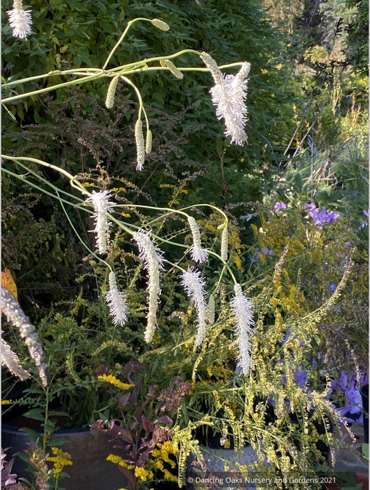 Sanguisorba tenuifolia 'Korean Snow', Burnet