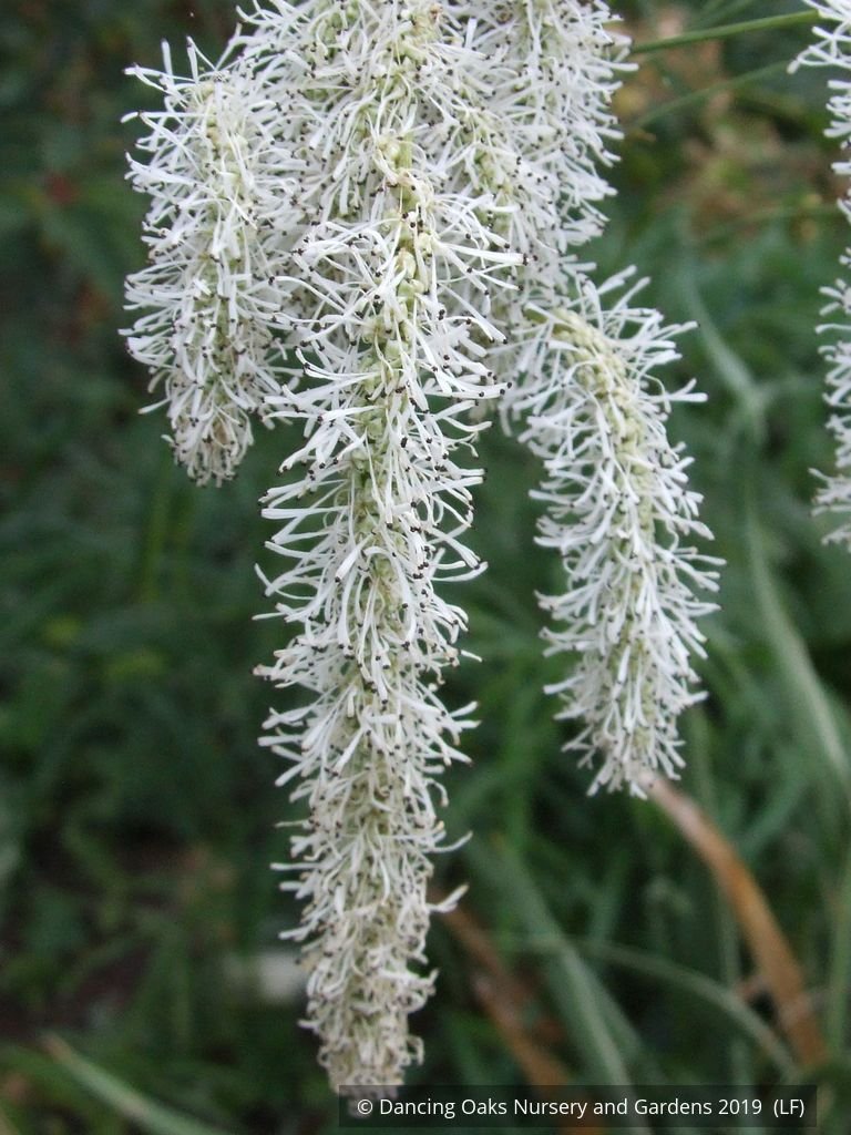 Perennials ~ Sanguisorba tenuifolia var. alba, Burnet ~ Dancing Oaks Nursery and Gardens ~ Retail Nursery ~ Mail Order Nursery