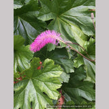 Perennials ~ Sanguisorba obtusa, Japanese Burnet ~ Dancing Oaks Nursery and Gardens ~ Retail Nursery ~ Mail Order Nursery