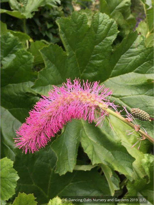 Perennials ~ Sanguisorba obtusa, Japanese Burnet ~ Dancing Oaks Nursery and Gardens ~ Retail Nursery ~ Mail Order Nursery