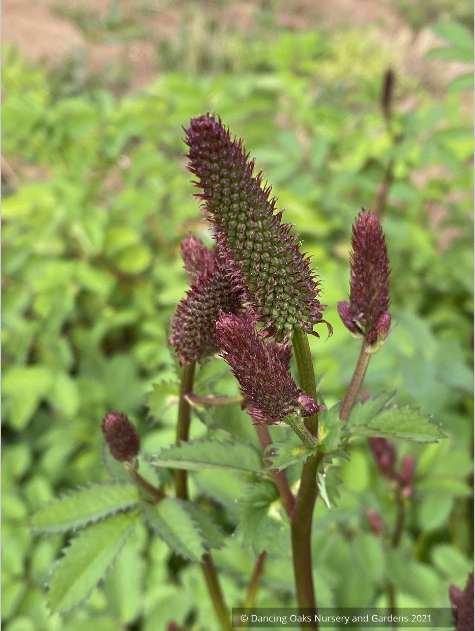 Sanguisorba menziesii 'Wake Up', Burnet