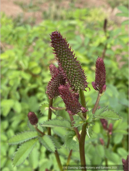 Sanguisorba menziesii 'Wake Up', Burnet