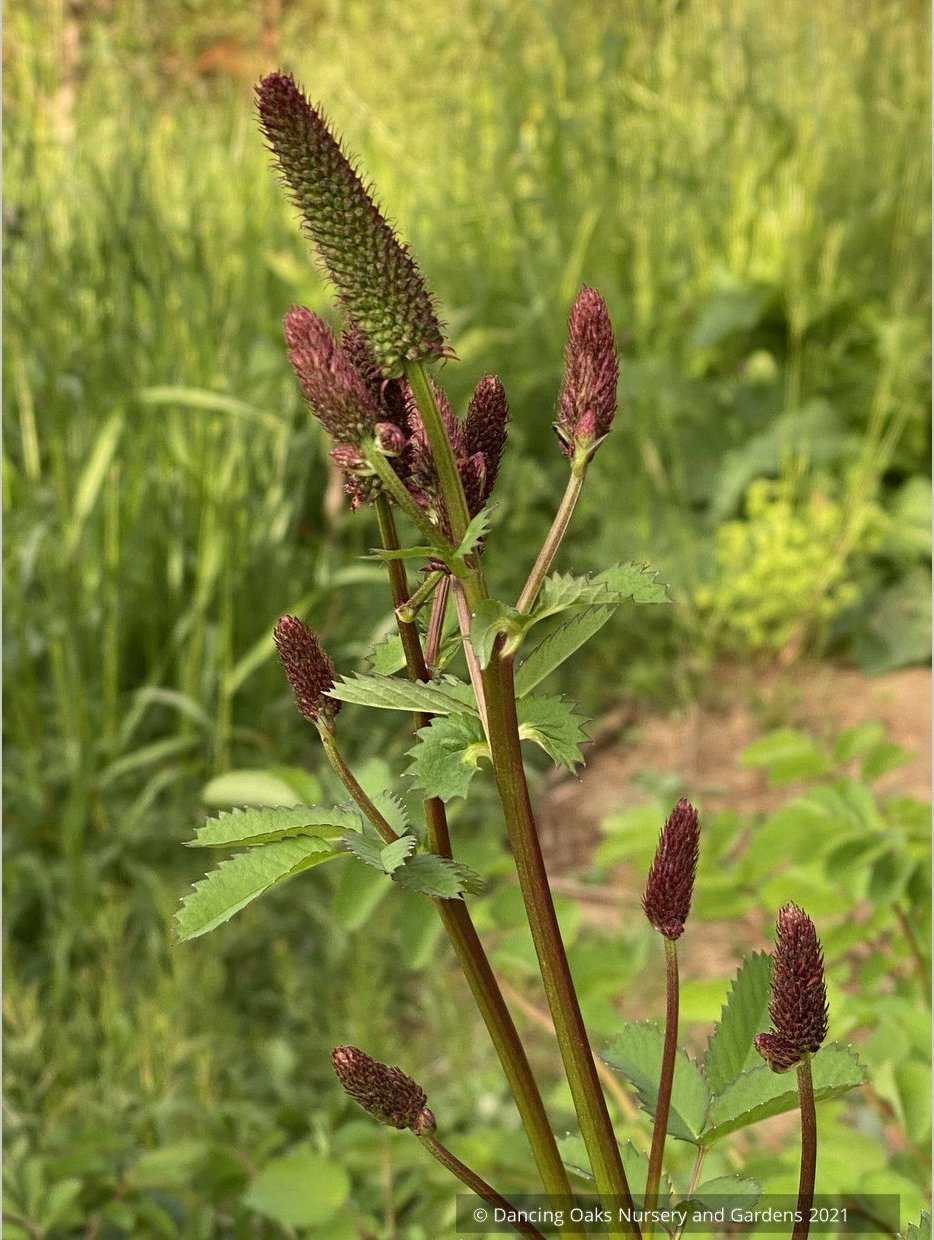 Sanguisorba menziesii 'Wake Up', Burnet