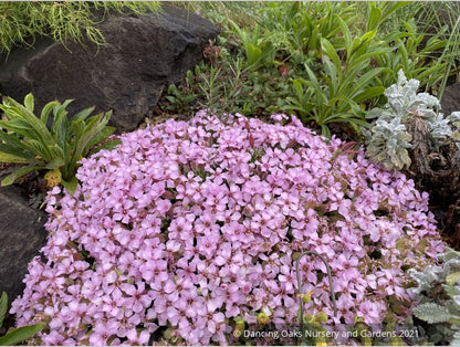 Saponaria x 'Oliviana', Soapwort