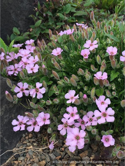 Perennials ~ Saponaria x 'Oliviana', Soapwort ~ Dancing Oaks Nursery and Gardens ~ Retail Nursery ~ Mail Order Nursery