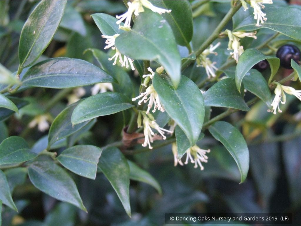 Shrubs ~ Sarcococca confusa, Sweet Box ~ Dancing Oaks Nursery and Gardens ~ Retail Nursery ~ Mail Order Nursery