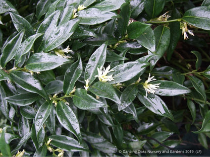Shrubs ~ Sarcococca confusa, Sweet Box ~ Dancing Oaks Nursery and Gardens ~ Retail Nursery ~ Mail Order Nursery