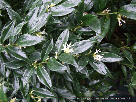 Shrubs ~ Sarcococca confusa, Sweet Box ~ Dancing Oaks Nursery and Gardens ~ Retail Nursery ~ Mail Order Nursery