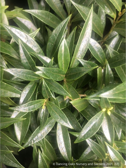 Shrubs ~ Sarcococca hookeriana var humilis Fragrant Valley™ 'Sarsid1' 19942, Sweet Box ~ Dancing Oaks Nursery and Gardens ~ Retail Nursery ~ Mail Order Nursery