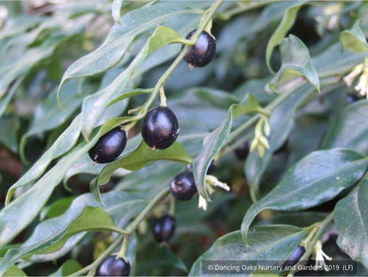 Shrubs ~ Sarcococca confusa, Sweet Box ~ Dancing Oaks Nursery and Gardens ~ Retail Nursery ~ Mail Order Nursery