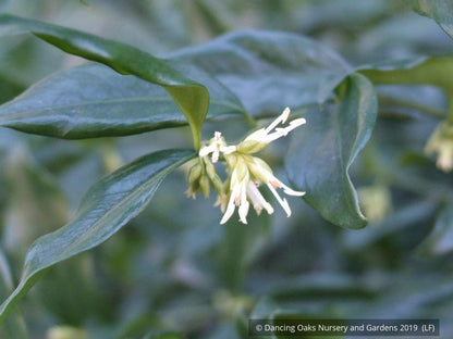 Shrubs ~ Sarcococca confusa, Sweet Box ~ Dancing Oaks Nursery and Gardens ~ Retail Nursery ~ Mail Order Nursery