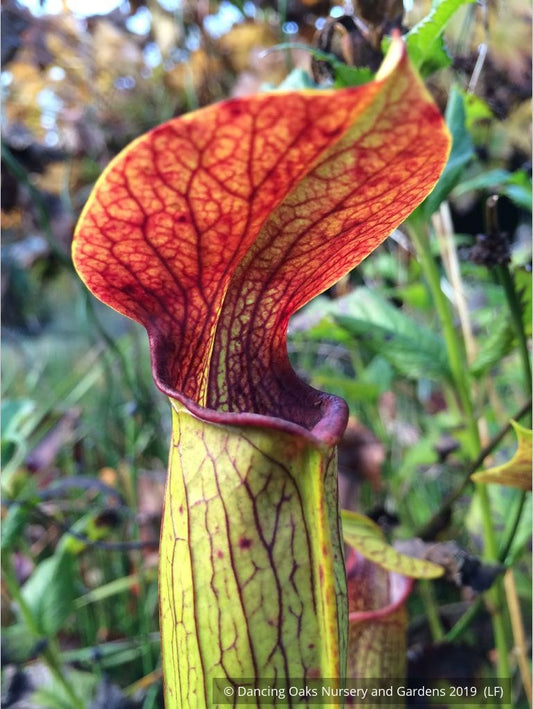 Perennials ~ Sarracenia hybrids, Pitcher Plant ~ Dancing Oaks Nursery and Gardens ~ Retail Nursery ~ Mail Order Nursery