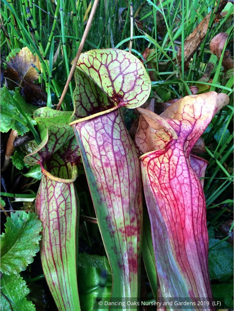 Perennials ~ Sarracenia hybrids, Pitcher Plant ~ Dancing Oaks Nursery and Gardens ~ Retail Nursery ~ Mail Order Nursery