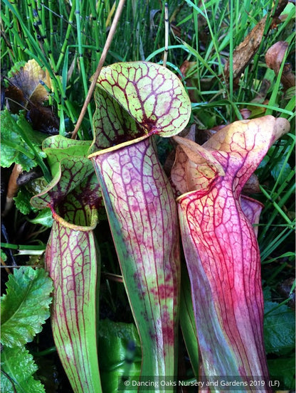 Perennials ~ Sarracenia hybrids, Pitcher Plant ~ Dancing Oaks Nursery and Gardens ~ Retail Nursery ~ Mail Order Nursery