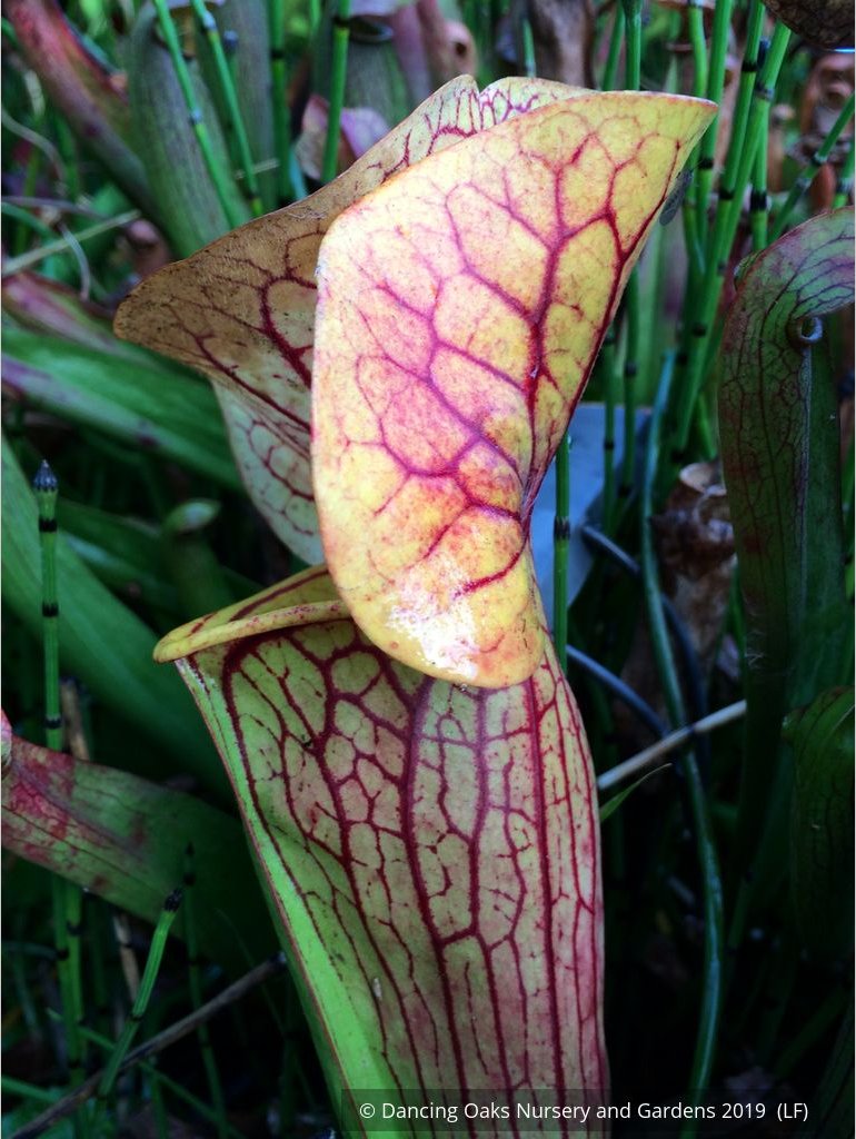 Perennials ~ Sarracenia hybrids, Pitcher Plant ~ Dancing Oaks Nursery and Gardens ~ Retail Nursery ~ Mail Order Nursery