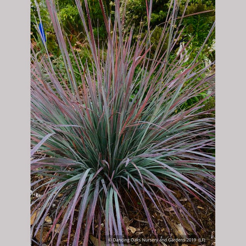 Grasses ~ Schizachyrium scoparium 'Standing Ovation', Little Bluestem ~ Dancing Oaks Nursery and Gardens ~ Retail Nursery ~ Mail Order Nursery
