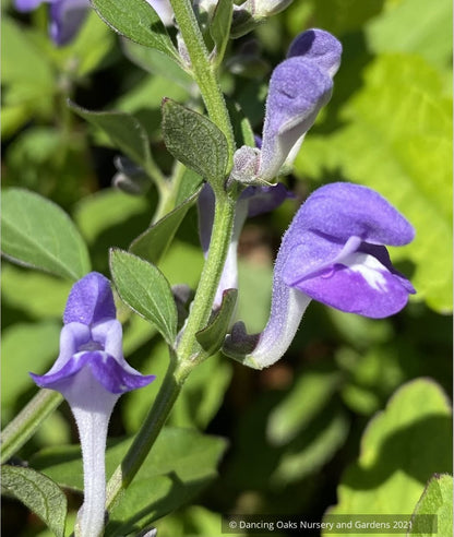 Scutellaria incana, Downy Skullcap