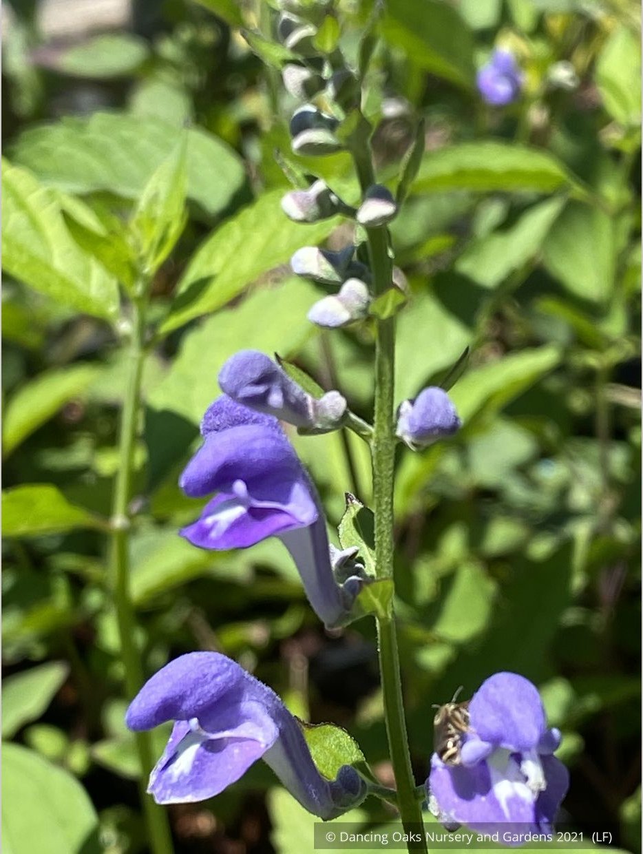 Perennials ~ Scutellaria incana, Downy Skullcap ~ Dancing Oaks Nursery and Gardens ~ Retail Nursery ~ Mail Order Nursery