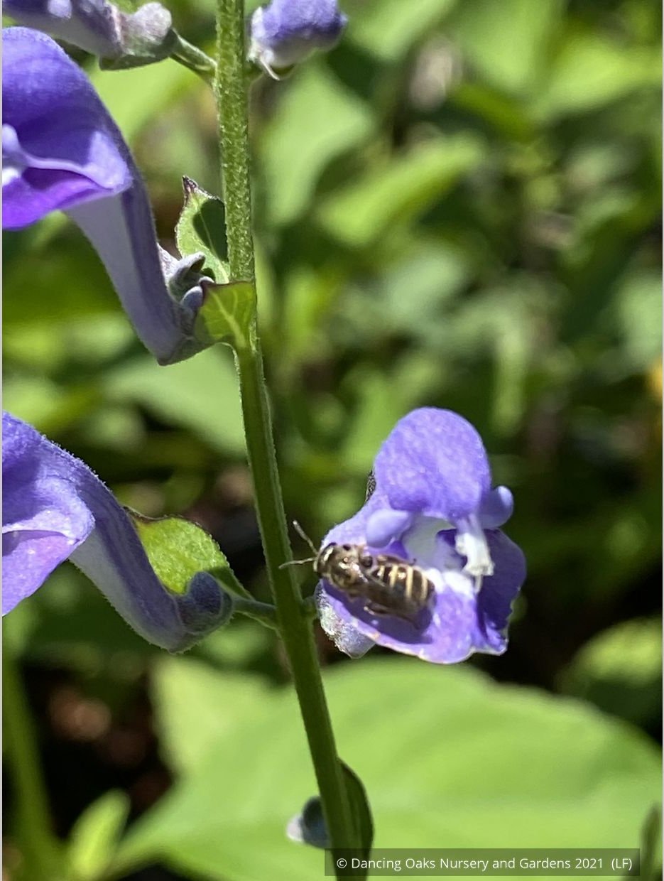 Perennials ~ Scutellaria incana, Downy Skullcap ~ Dancing Oaks Nursery and Gardens ~ Retail Nursery ~ Mail Order Nursery