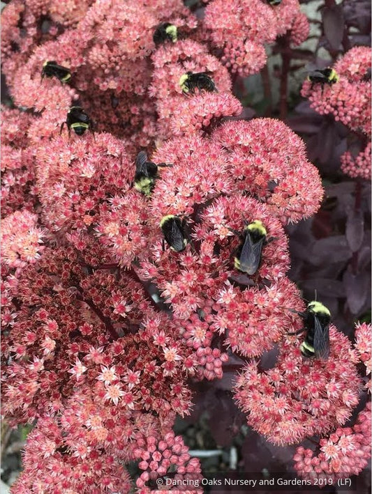 Perennials ~ Sedum spectabile 'Marchant's Best Red' ~ Dancing Oaks Nursery and Gardens ~ Retail Nursery ~ Mail Order Nursery