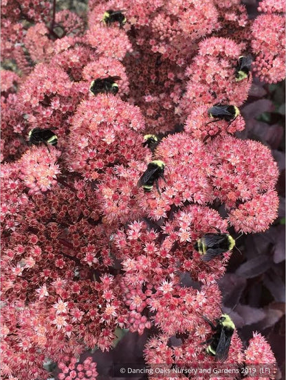 Perennials ~ Sedum spectabile 'Marchant's Best Red' ~ Dancing Oaks Nursery and Gardens ~ Retail Nursery ~ Mail Order Nursery