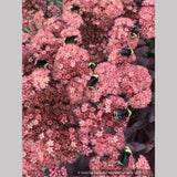 Perennials ~ Sedum spectabile 'Marchant's Best Red' ~ Dancing Oaks Nursery and Gardens ~ Retail Nursery ~ Mail Order Nursery
