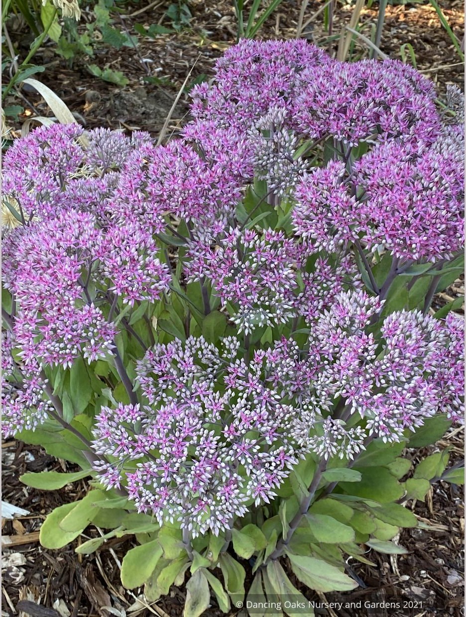 Sedum 'Mr. Goodbud', Stonecrop