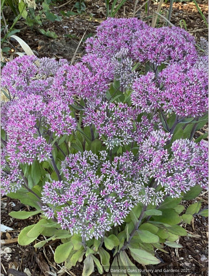 Sedum 'Mr. Goodbud', Stonecrop
