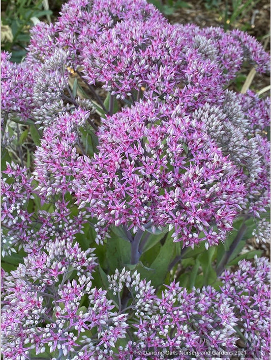 Sedum 'Mr. Goodbud', Stonecrop