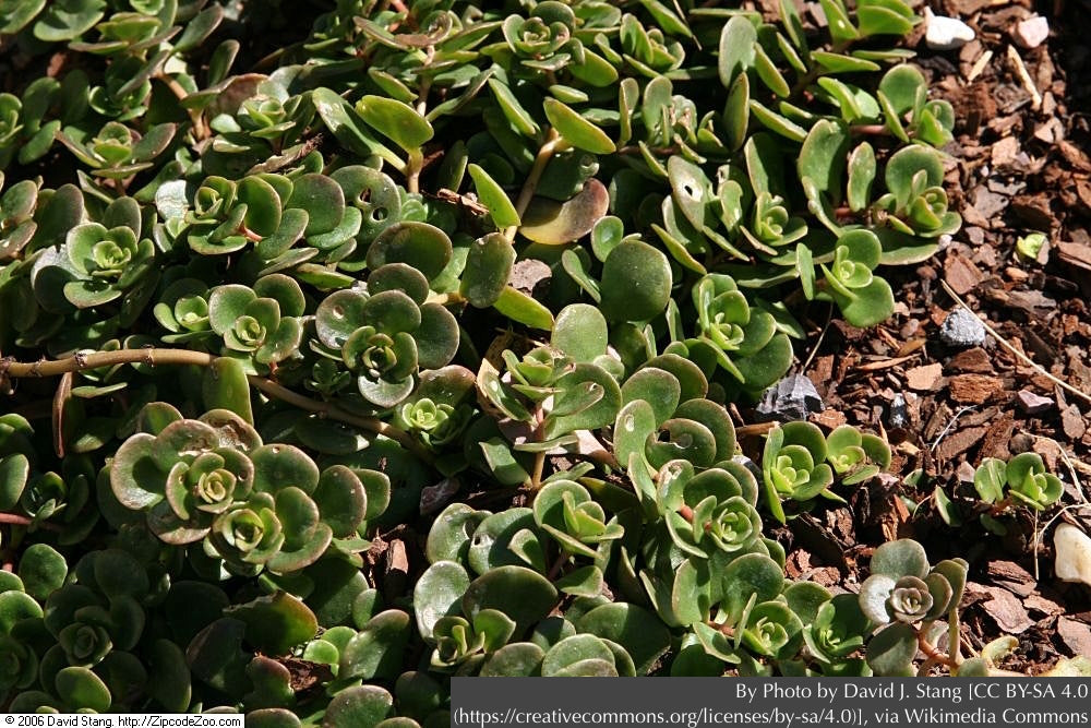 Perennials ~ Sedum tetractinum, Chinese Stonecrop ~ Dancing Oaks Nursery and Gardens ~ Retail Nursery ~ Mail Order Nursery