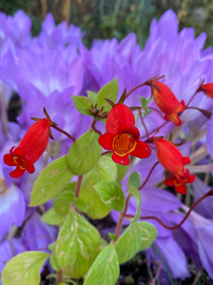 Seemannia (syn. Gloxinia) nematanthodes 'Evita', Hardy Gloxinia