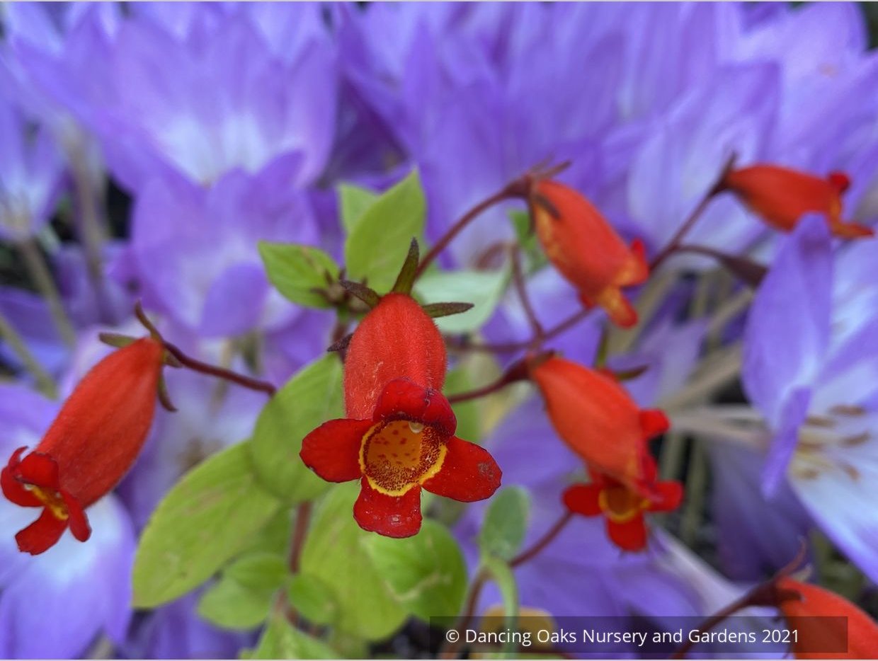 Seemannia (syn. Gloxinia) nematanthodes 'Evita', Hardy Gloxinia