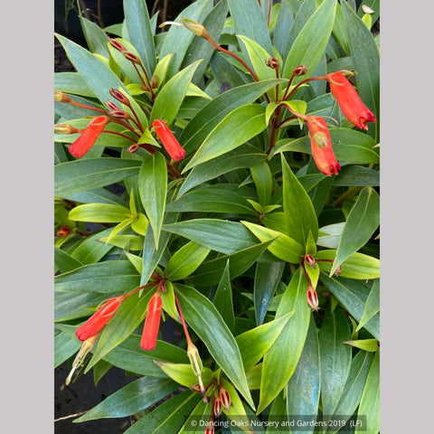 Perennials ~ Seemannia (syn. Gloxinia) sylvatica 'Bolivian Sunset', Hardy Gloxinia ~ Dancing Oaks Nursery and Gardens ~ Retail Nursery ~ Mail Order Nursery