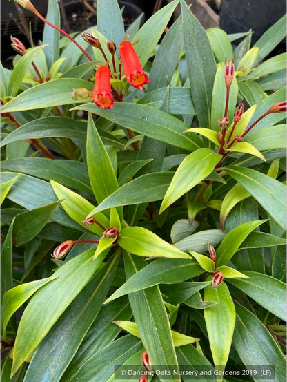 Perennials ~ Seemannia (syn. Gloxinia) sylvatica 'Bolivian Sunset', Hardy Gloxinia ~ Dancing Oaks Nursery and Gardens ~ Retail Nursery ~ Mail Order Nursery