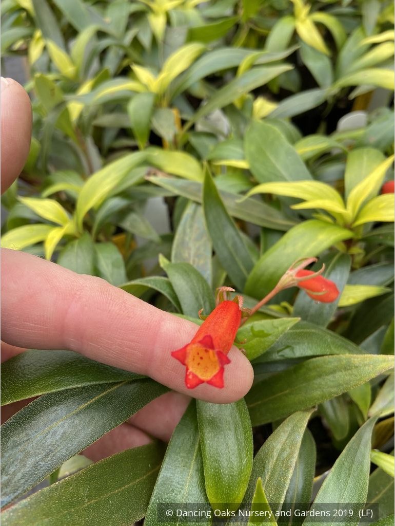 Perennials ~ Seemannia (syn. Gloxinia) sylvatica 'Bolivian Sunset', Hardy Gloxinia ~ Dancing Oaks Nursery and Gardens ~ Retail Nursery ~ Mail Order Nursery