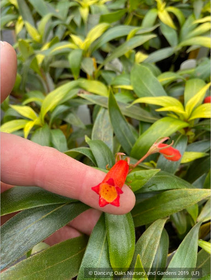 Perennials ~ Seemannia (syn. Gloxinia) sylvatica 'Bolivian Sunset', Hardy Gloxinia ~ Dancing Oaks Nursery and Gardens ~ Retail Nursery ~ Mail Order Nursery