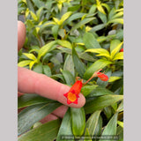 Perennials ~ Seemannia (syn. Gloxinia) sylvatica 'Bolivian Sunset', Hardy Gloxinia ~ Dancing Oaks Nursery and Gardens ~ Retail Nursery ~ Mail Order Nursery