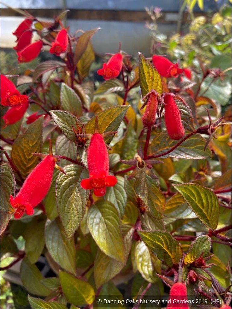 Perennials ~ Seemannia (syn. Gloxinia) 'Little Red', Hardy Gloxinia ~ Dancing Oaks Nursery and Gardens ~ Retail Nursery ~ Mail Order Nursery
