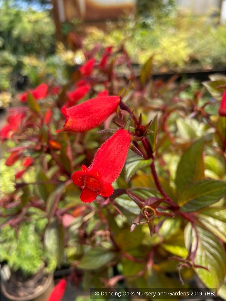 Perennials ~ Seemannia (syn. Gloxinia) 'Little Red', Hardy Gloxinia ~ Dancing Oaks Nursery and Gardens ~ Retail Nursery ~ Mail Order Nursery