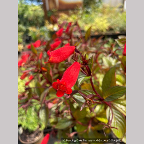 Perennials ~ Seemannia (syn. Gloxinia) 'Little Red', Hardy Gloxinia ~ Dancing Oaks Nursery and Gardens ~ Retail Nursery ~ Mail Order Nursery