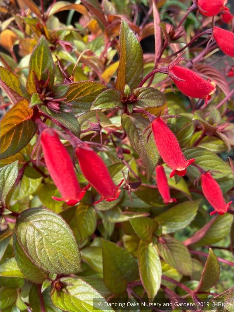 Perennials ~ Seemannia (syn. Gloxinia) 'Little Red', Hardy Gloxinia ~ Dancing Oaks Nursery and Gardens ~ Retail Nursery ~ Mail Order Nursery