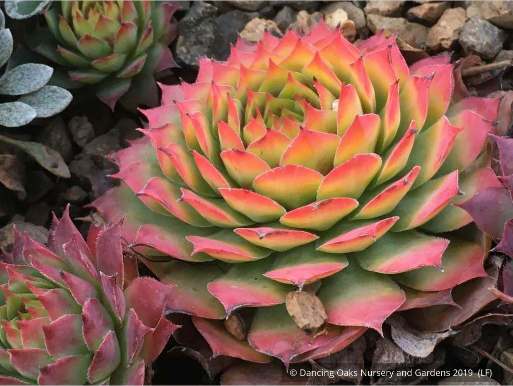 Perennials ~ Sempervivum 'Gold Nugget', Hen & Chicks ~ Dancing Oaks Nursery and Gardens ~ Retail Nursery ~ Mail Order Nursery