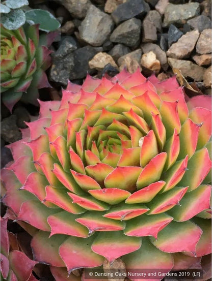 Perennials ~ Sempervivum 'Gold Nugget', Hen & Chicks ~ Dancing Oaks Nursery and Gardens ~ Retail Nursery ~ Mail Order Nursery