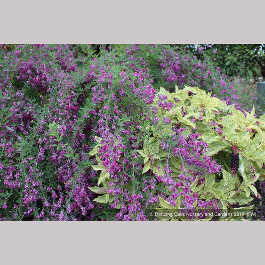 Shrubs ~ Lespedeza thunbergii 'Spring Grove', Bush Clover ~ Dancing Oaks Nursery and Gardens ~ Retail Nursery ~ Mail Order Nursery